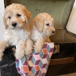 Labradoodle Puppies from Goindoodles