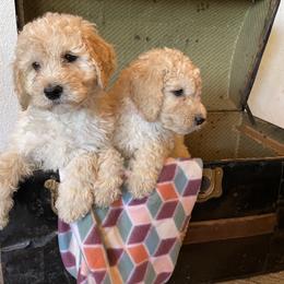 Labradoodle Puppies from Goindoodles