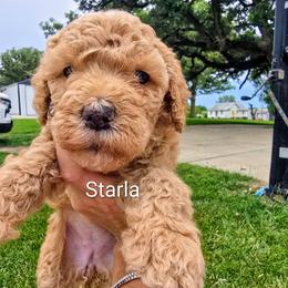 Starla - Red  female Goldendoodle puppy in Red Oak, Iowa from Fisher Pups-Stay Golden with a Doodle