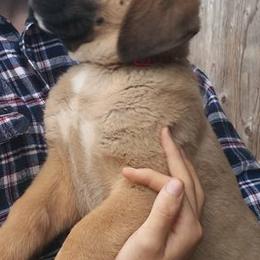 Anatolian Shepherd Dogs from Harmonys Way Farm