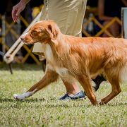 Jet - Nova Scotia Duck Tolling Retriever
