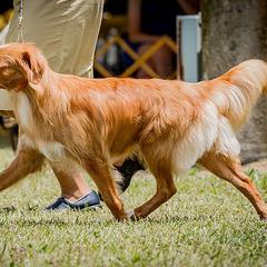 Jet - Nova Scotia Duck Tolling Retriever