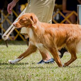Jet - Nova Scotia Duck Tolling Retriever