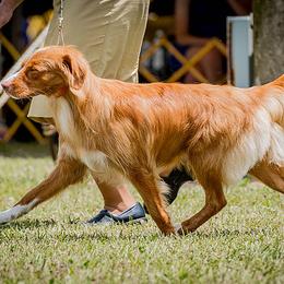 Jet - Nova Scotia Duck Tolling Retriever
