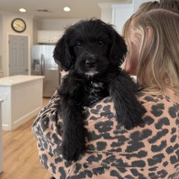 Doc   (Snow White's Dwarf) - Black male Bernedoodle puppy in Churchill County Fallon, Nevada from Card Family Ranch