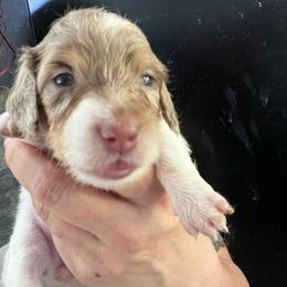 Mud Pie - Dapple female Dachshund puppy in Bigfork, Minnesota from Dachshunds Up North