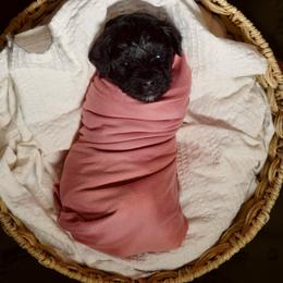 Orange Collar Girl - Black female Yorkipoo puppy in Las Vegas, Nevada from Plush Toy Poodle Puppies & Pals