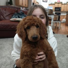 Poodle Puppies from R-Family Red Standard Poodles