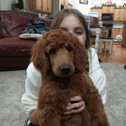 Poodle Puppies from R-Family Red Standard Poodles