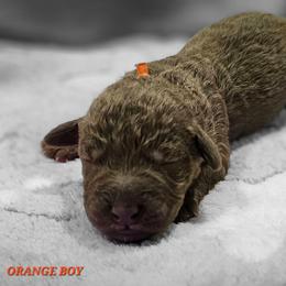 Orange Boy - Liver male Bedlington Terrier puppy in Rincon, Georgia from Prismic Bedlington Terriers