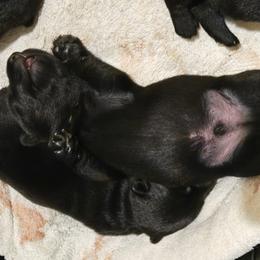 Male2 - Black male Scottish Terrier puppy in Conroe, Texas from Scotch McLaren Terriers