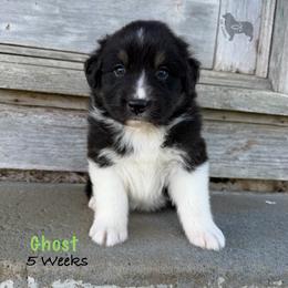 Ghost - Black tri-color male Australian Shepherd puppy in El Dorado Springs, Missouri from OR Aussies