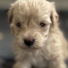 River - Liver male Miniature Schnauzer puppy in Port Orchard, Washington from Silver Bells Miniature Schnauzers