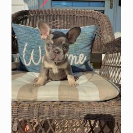 Ruby - Blue female French Bulldog puppy in Mansfield, Ohio from Bad to the Bone French Bullies