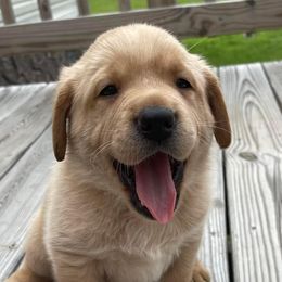 Labrador Retrievers from Bark n Howl Farm