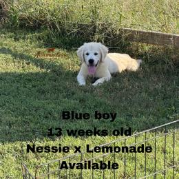 Blue boy - Light golden male Golden Retriever puppy in Knoxville, Tennessee from Autumn Lane Goldens