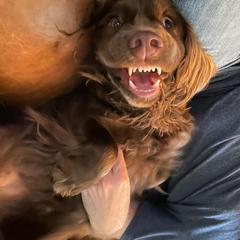 Sussex Spaniel Puppies from Brass Lite Kennel