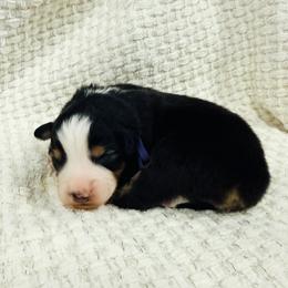 Mayo (Purple collar) - Black tri-color male Australian Shepherd puppy in Ashland, Ohio from SS Australian Shepherds