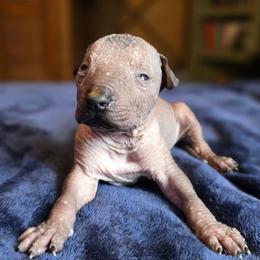 Boy 2 - Black male Xoloitzcuintli puppy in Ethridge, Tennessee from Royalty Reigns Xolos