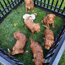 Male Puppy - Red  male Goldendoodle puppy in Buckley, Washington from Homestead Doodles