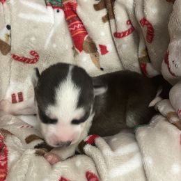 Siberian Husky Puppies from McDonald's Homegrown Huskies