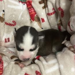 Siberian Husky Puppies from McDonald's Homegrown Huskies