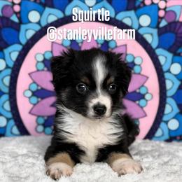 Black Tri male 2 - Black tri male Miniature Australian Shepherd puppy in Buchanan, Georgia from Stanleyville Farm Mini Aussies