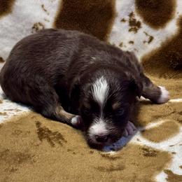 Red Tri - Red tri male Toy Australian Shepherd puppy in Stephenville, Texas from Rockin J Lil Aussies
