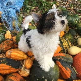 Biewer Terriers from Ravenwood