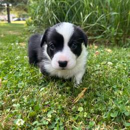 Spruce (Brown Collar) - Black and white male Cardigan Welsh Corgi puppy in Clio, Michigan from Old Oak Cardigans