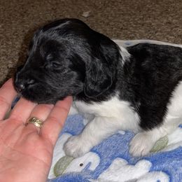 Comet - Aussiedoodle puppy from Champion Farms Doodles