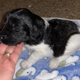 Comet - Aussiedoodle puppy from Champion Farms Doodles