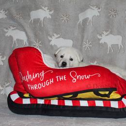 Moonstone  -Light Pink - White female German Shepherd puppy in Grimes County, Texas from Double H German Shepherds