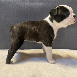 Boston Terrier Puppies from Misty Mountain Boston Terriers