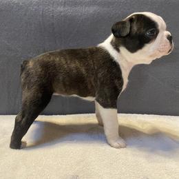 Boston Terrier Puppies from Misty Mountain Boston Terriers