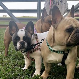 French Bulldogs from Pretty Little Frenchies