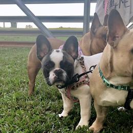 French Bulldogs from Pretty Little Frenchies