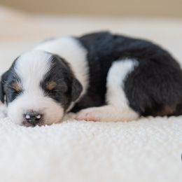 Fern - Black tri female Miniature Australian Shepherd puppy in Buna, Texas from R & C Kennels