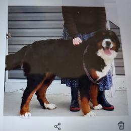Starlin - Bernese Mountain Dog