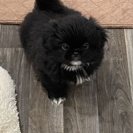 Theodore - FULL AKC - Black male Pekingese puppy in Pennsylvania from Triple I Pekes