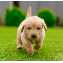 Max ( Blue Collar) - Golden male Golden Retriever puppy in Oregon from A Goldens First Love