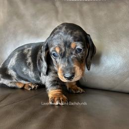 Boy 1 - Dapple male Dachshund puppy in Elizabethtown, Kentucky from Lavender and Willow Dachshunds