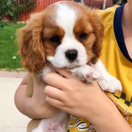 Cavalier King Charles Spaniel Puppies from Ikkes Cavaliers
