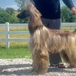 Afghan Hounds from Sunlit Reg.