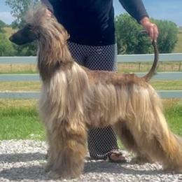 Afghan Hounds from Sunlit Reg.