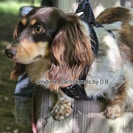 Echo - Dachshund
