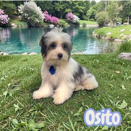 Osito - Black & tan tri-color male Morkie puppy in Davie, Florida from Sweet Peluditos
