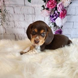 Beagle Puppies from Lovan's Spring Creek Kennel