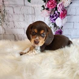 Beagle Puppies from Lovan's Spring Creek Kennel