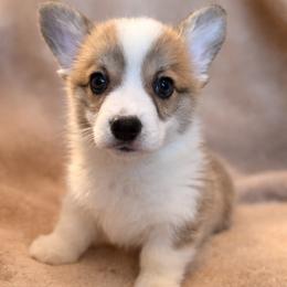 Pumpkin - Red female Pembroke Welsh Corgi puppy in Colbert, Washington from Siclair Crowns Corgis